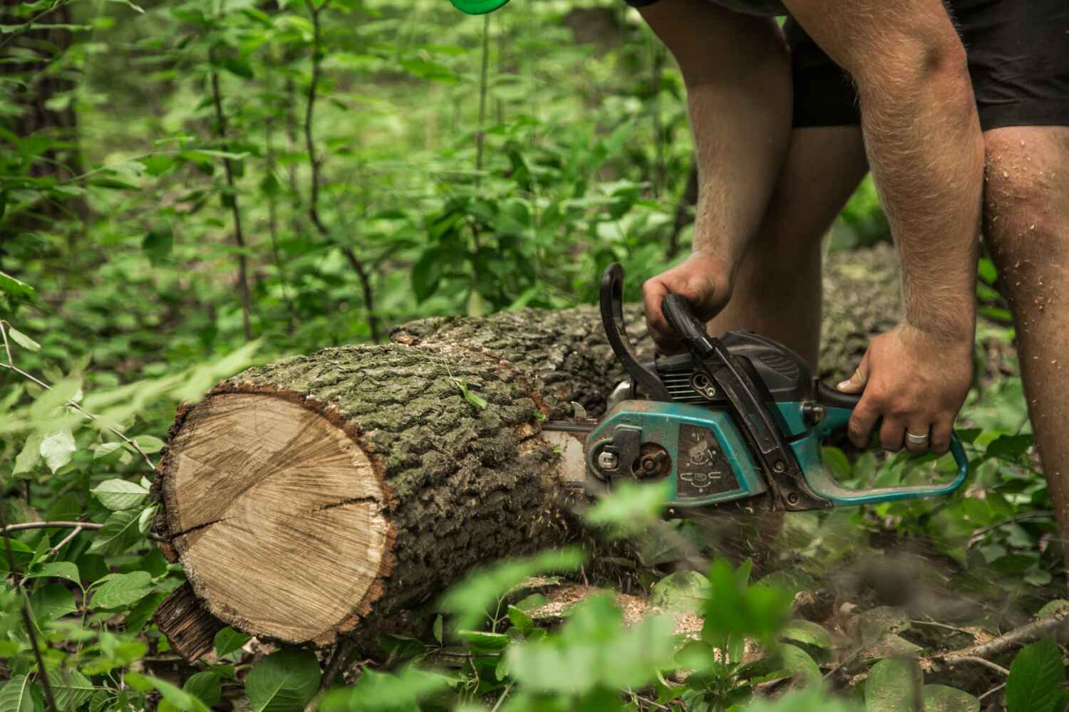 Large Tree Removal in Cataula, GA